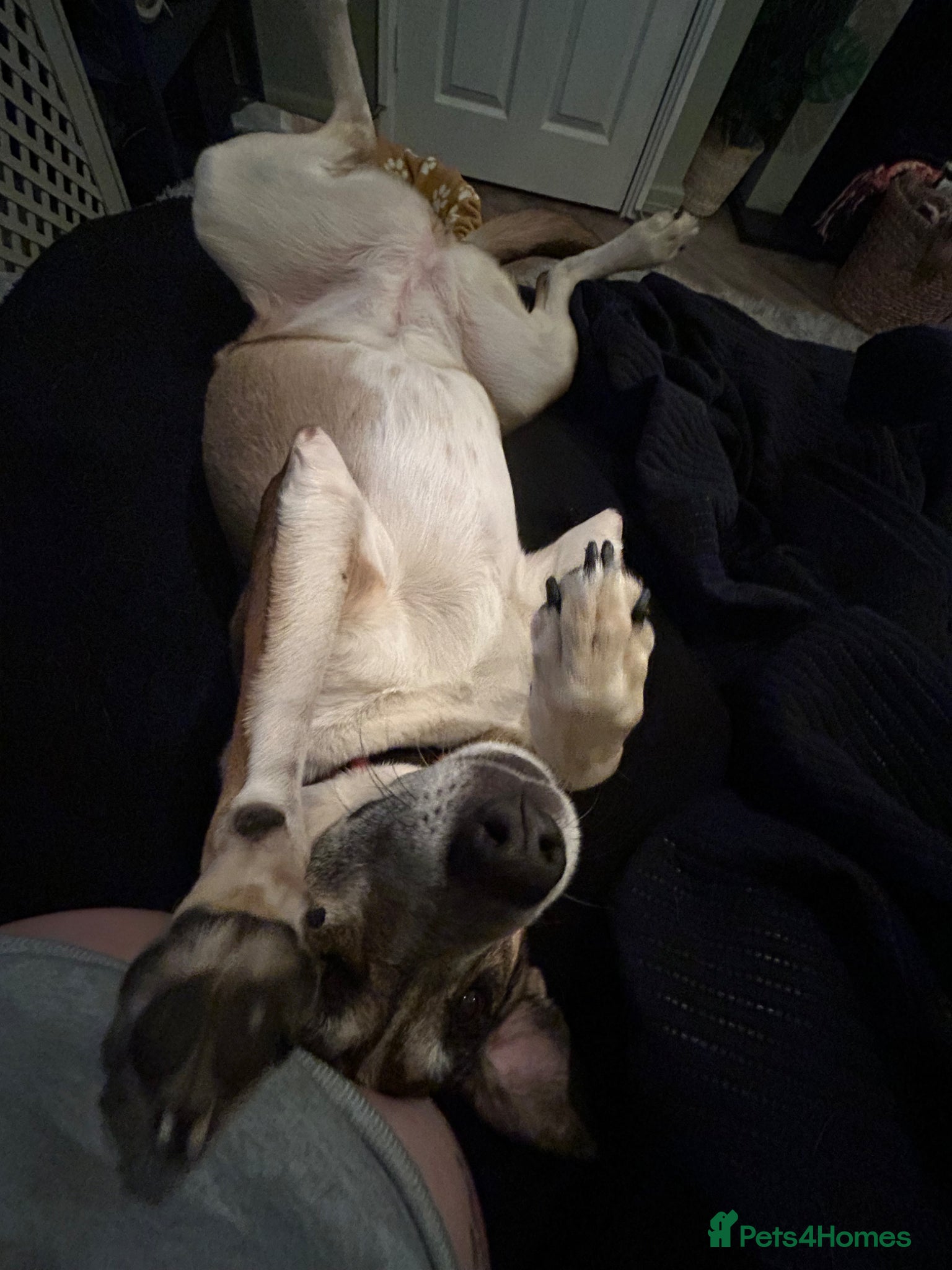 Mixed Breed dogs Beautiful Moroccan girl beldi  - Advert 3