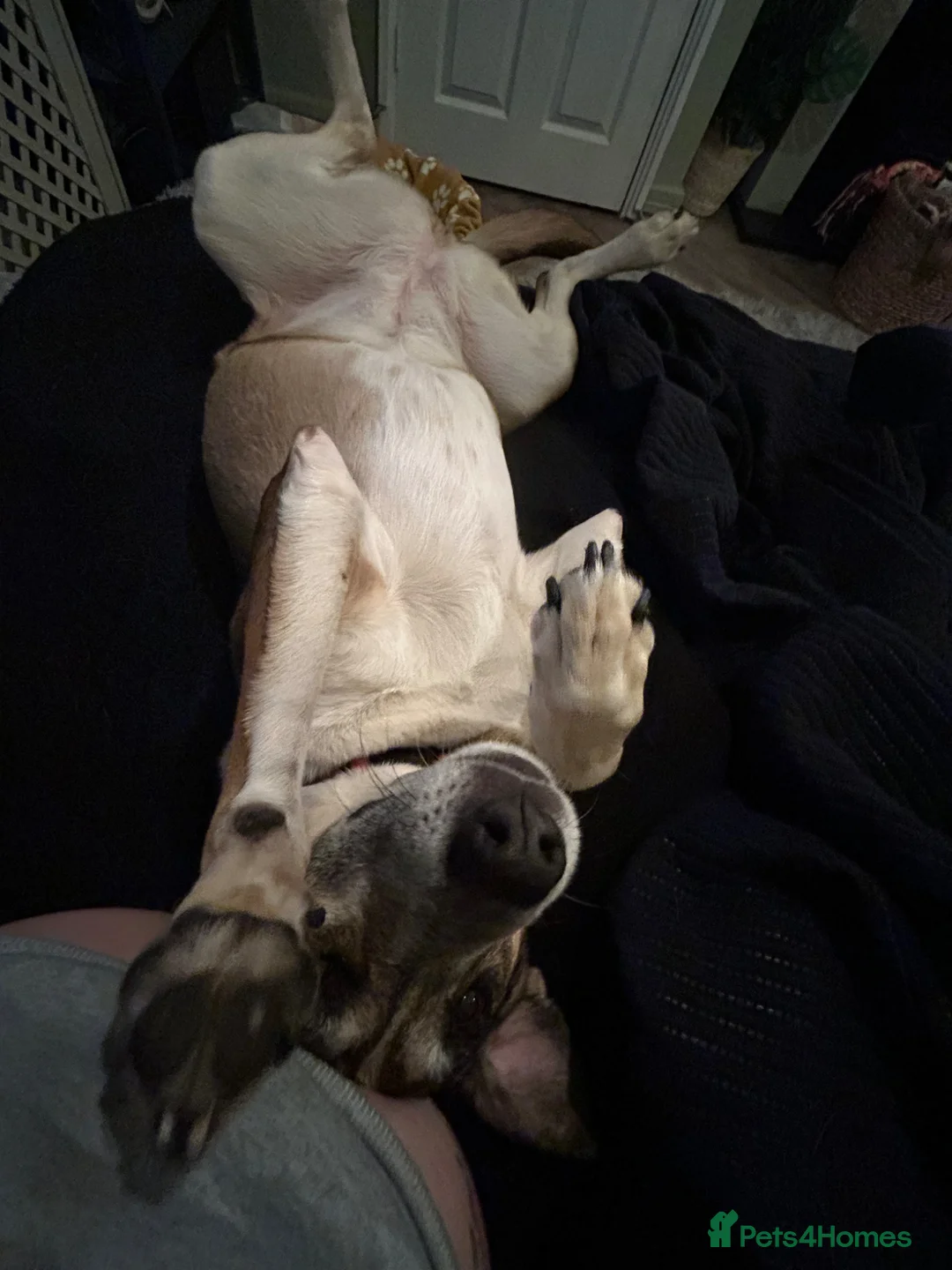 Mixed Breed dogs for sale: Beautiful Moroccan girl beldi  - Advert 1