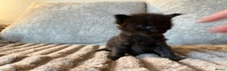 Maine Coon cats for sale: Beautiful Maine Coon Kittens - Advert 7