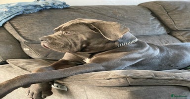 Cane Corso dogs - Advert 4
