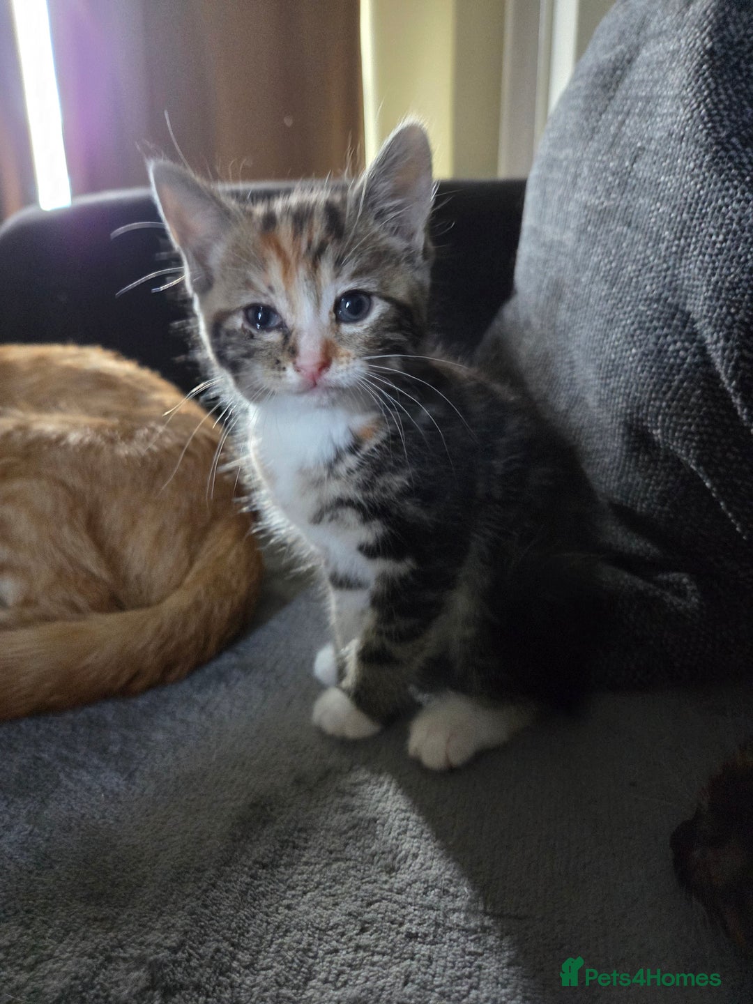 Mixed Breed cats for sale: 2 beautiful female kittens for sale  - Image 2