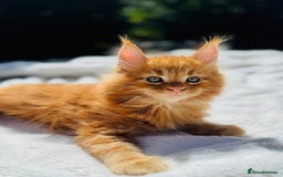 Maine Coon cats for sale: Pure breed main coon boys looking for loving home - Image 3