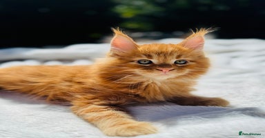 Maine Coon cats - Advert 10