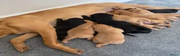 Labrador Retriever dogs for sale: Labrador puppies  - Advert 2