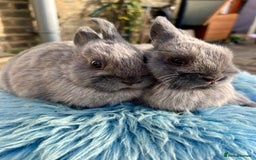 Netherland Dwarf rabbits for sale: Stunning Netherland Dwarf boys - Image 3