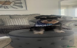 Miniature Schnauzer dogs for sale: 🐾🤎🐶Cavaschnauzer-Pups🐶🤎🐾 - Image 31