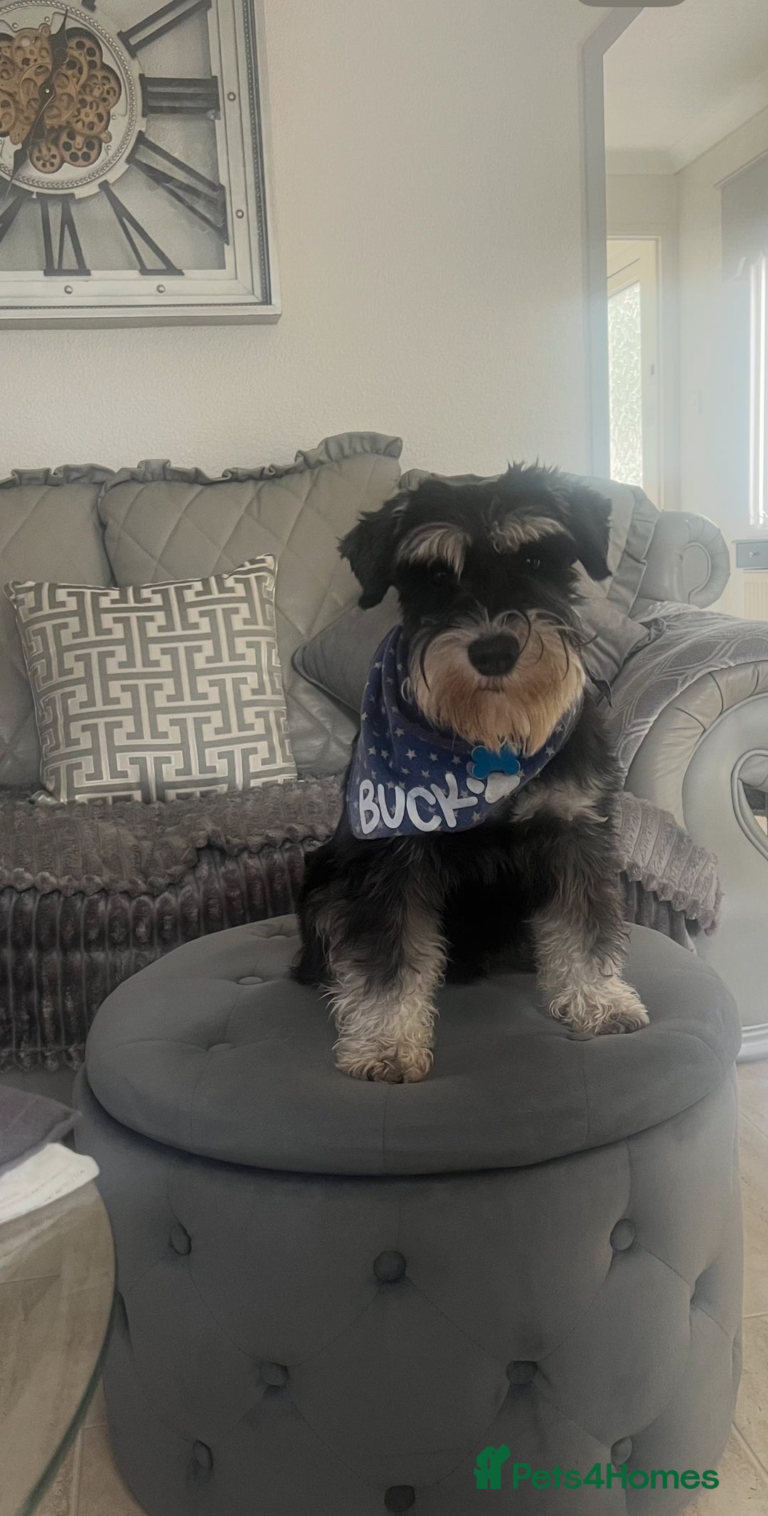 Miniature Schnauzer dogs for sale: 🐾🤎🐶Cavaschnauzer-Pups🐶🤎🐾 - Image 31