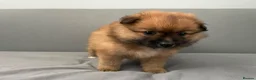 Pomeranian dogs for sale: Pomeranian puppies for sale  - Advert 7