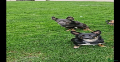 Australian Kelpie dogs - Advert 16