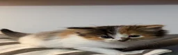 Mixed Breed cats for sale: Kittens in Bury Saint Edmunds - Advert 6