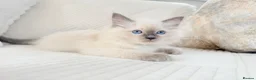 Ragdoll cats for sale: Blue Point Ragdoll Kittens 3 boys left  - Advert 9