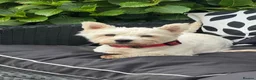 West Highland Terrier dogs for sale: Westie litter ready October - Advert 2