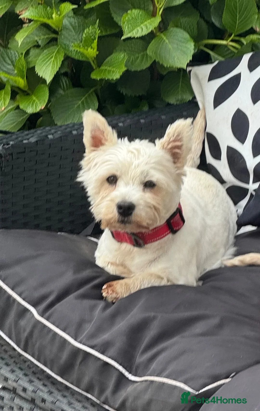 West Highland Terrier dogs for sale: Westie litter ready October - Advert 2