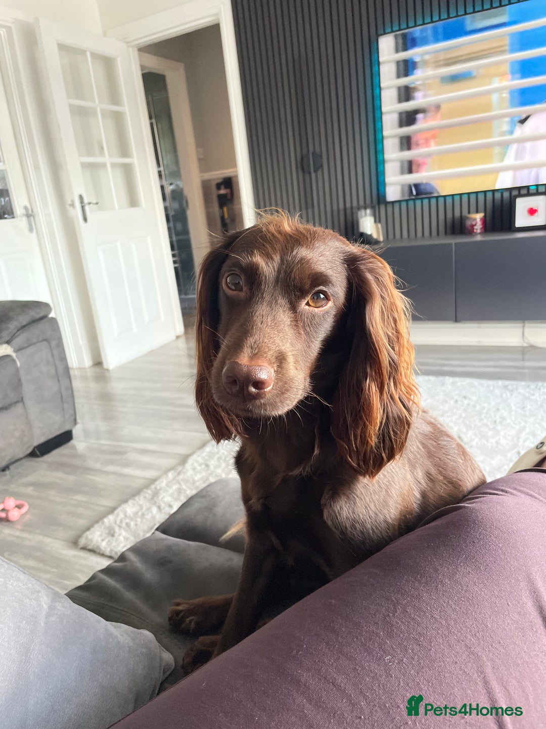 Cockapoo dogs for sale: F1 Cockapoo Puppies  - Advert 5