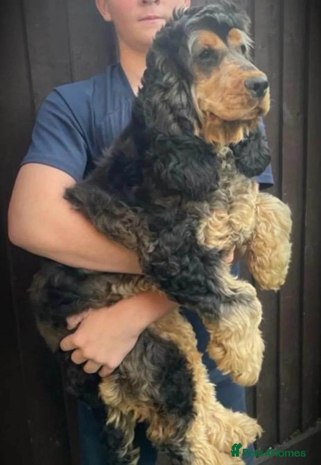 Cocker Spaniel dogs for sale: Sable cockerspaniel male dog - Advert 2