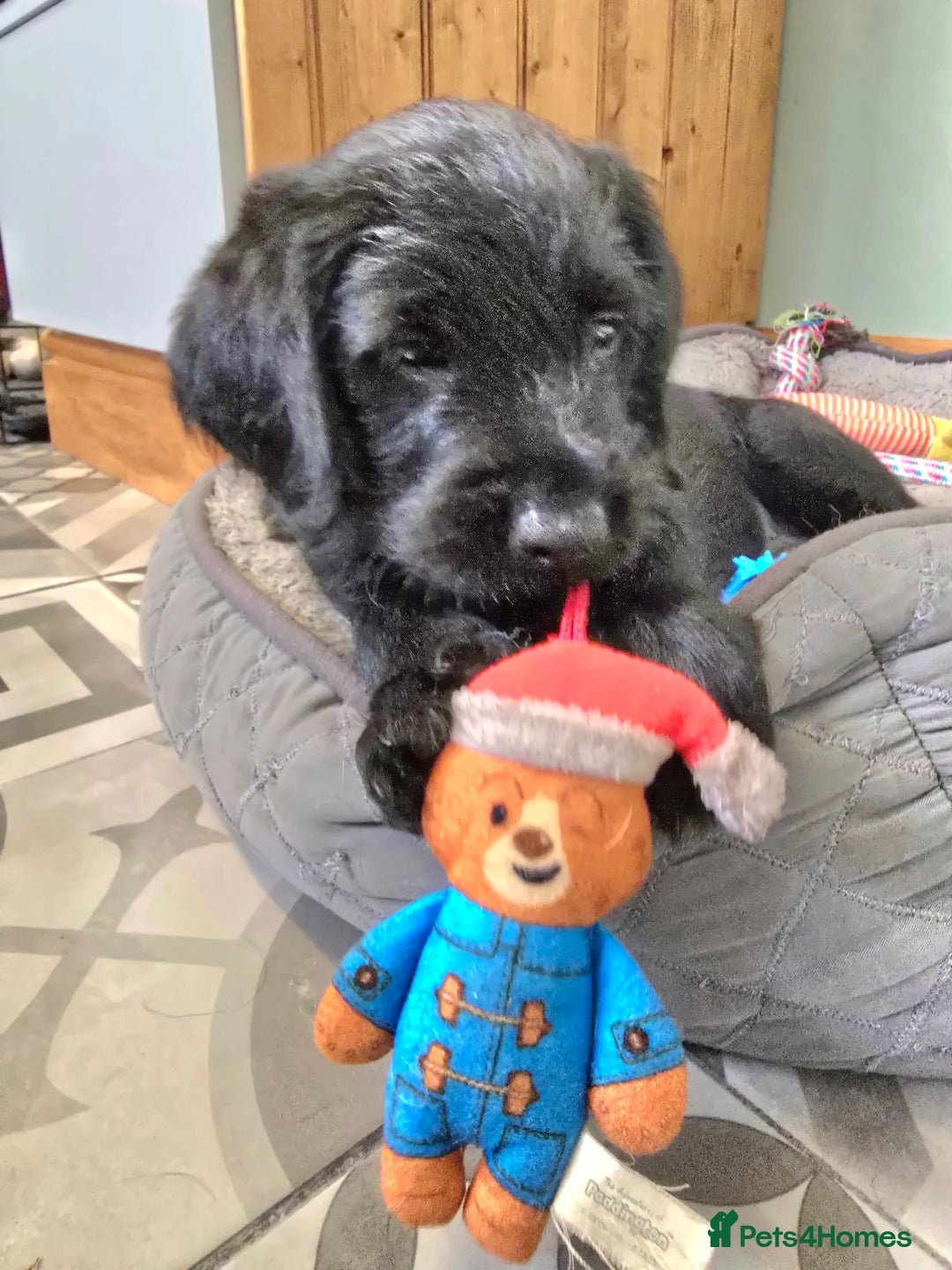 Labradoodle dogs for sale: Only one gorgeous girl left - Advert 2