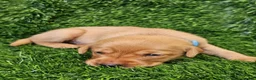 Labrador Retriever dogs for sale: Lovely Labrador puppy’s  in Taunton - Advert 16