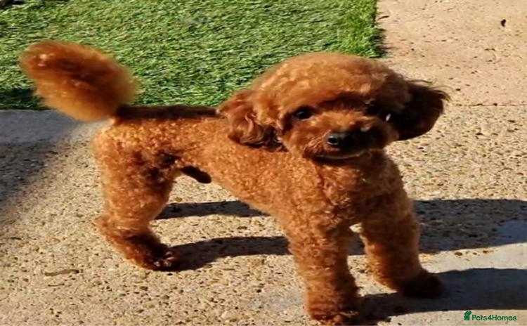Toy Poodle dogs in Brighton - Advert 8