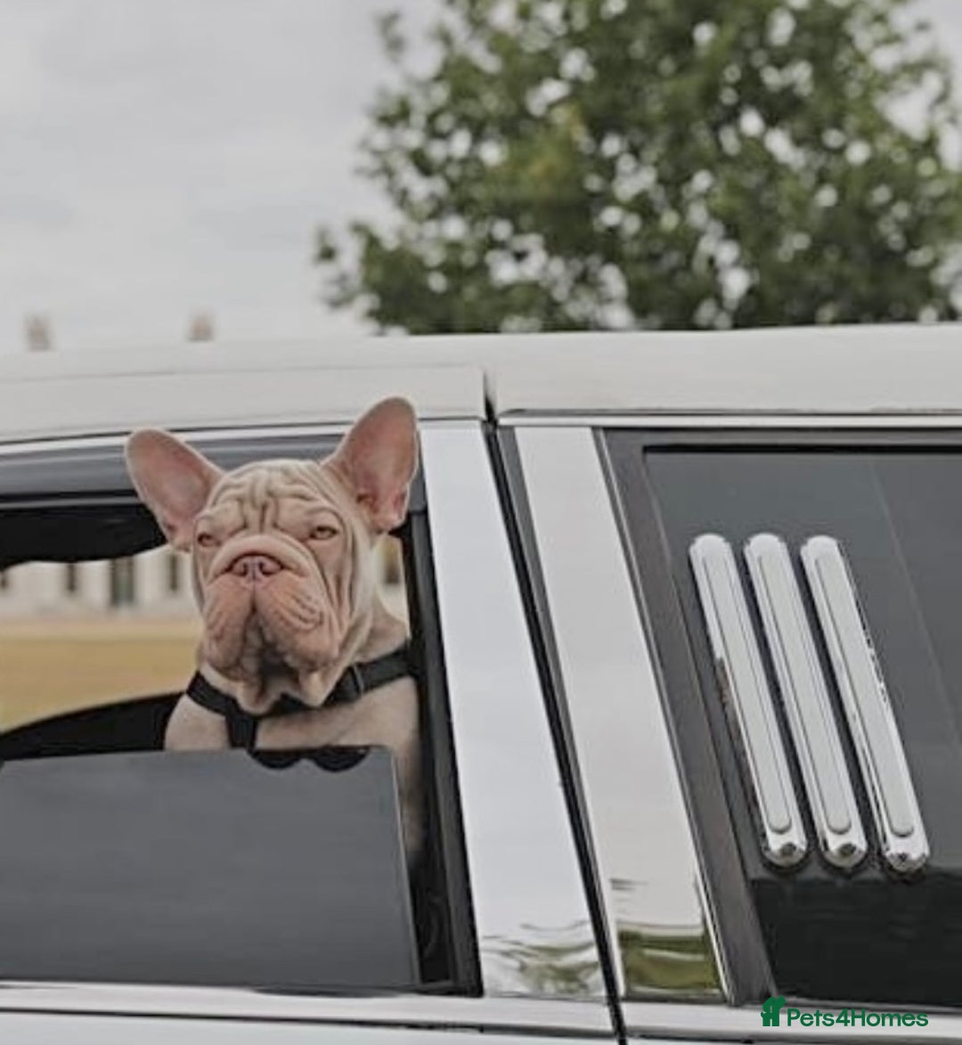 French Bulldog dogs for sale: Newshade Velvet Female Frenchie Pup - Advert 5