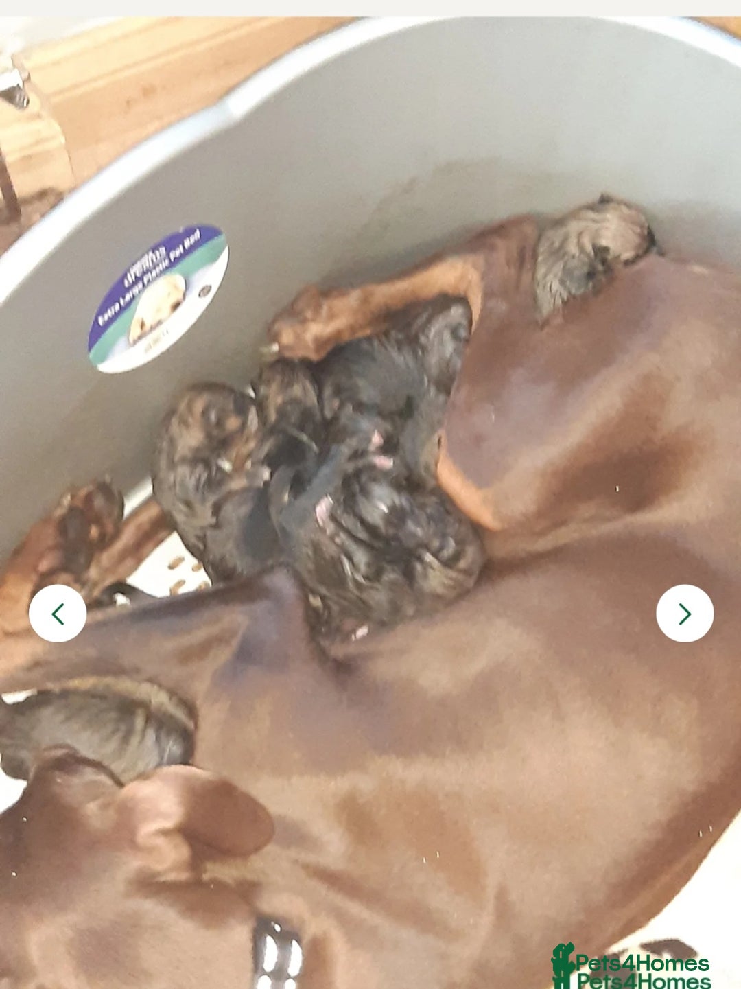 Mixed Breed dogs for sale: Doberman x akita 4 and half mths old - Advert 5