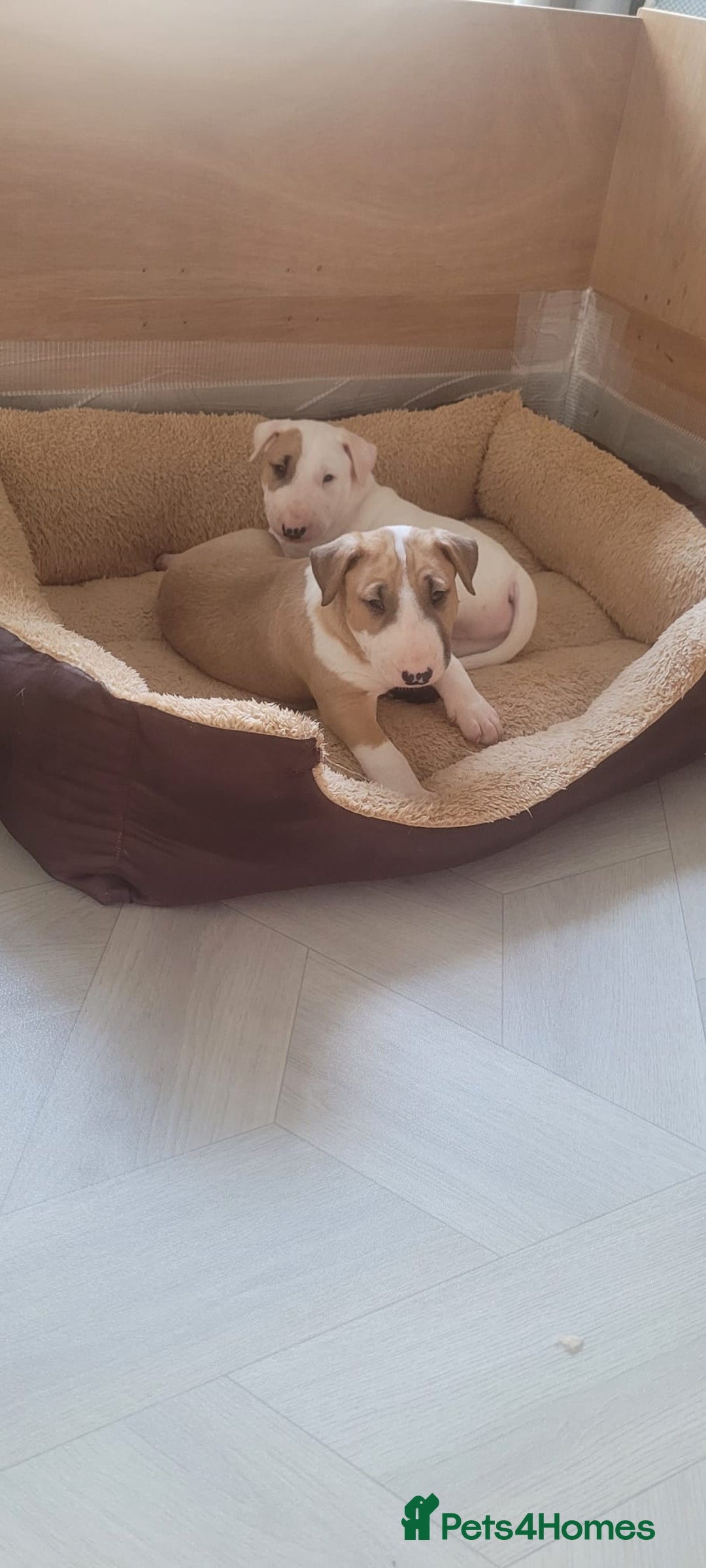 English Bull Terrier dogs for sale: English Bull Terrier Puppy Two Handsome Boys - Image 9