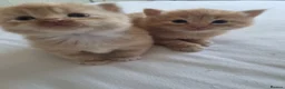 American Shorthair cats for sale: Kittens for sale - Advert 5