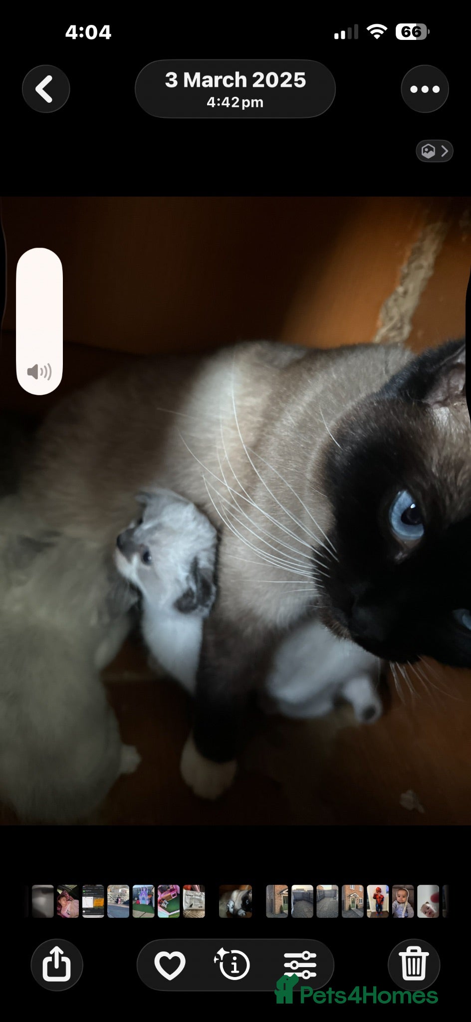 Ragdoll cats Ragdoll kittens2boy 1 girl £325 - Advert 17
