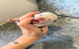 Chihuahua dogs for sale: 🩷Chihuahua puppies Thai genes🩷 - Image 19