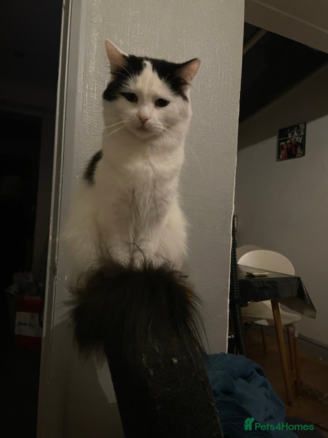 Maine Coon cats for sale: Pedigree Maine coon kittens - Image 4