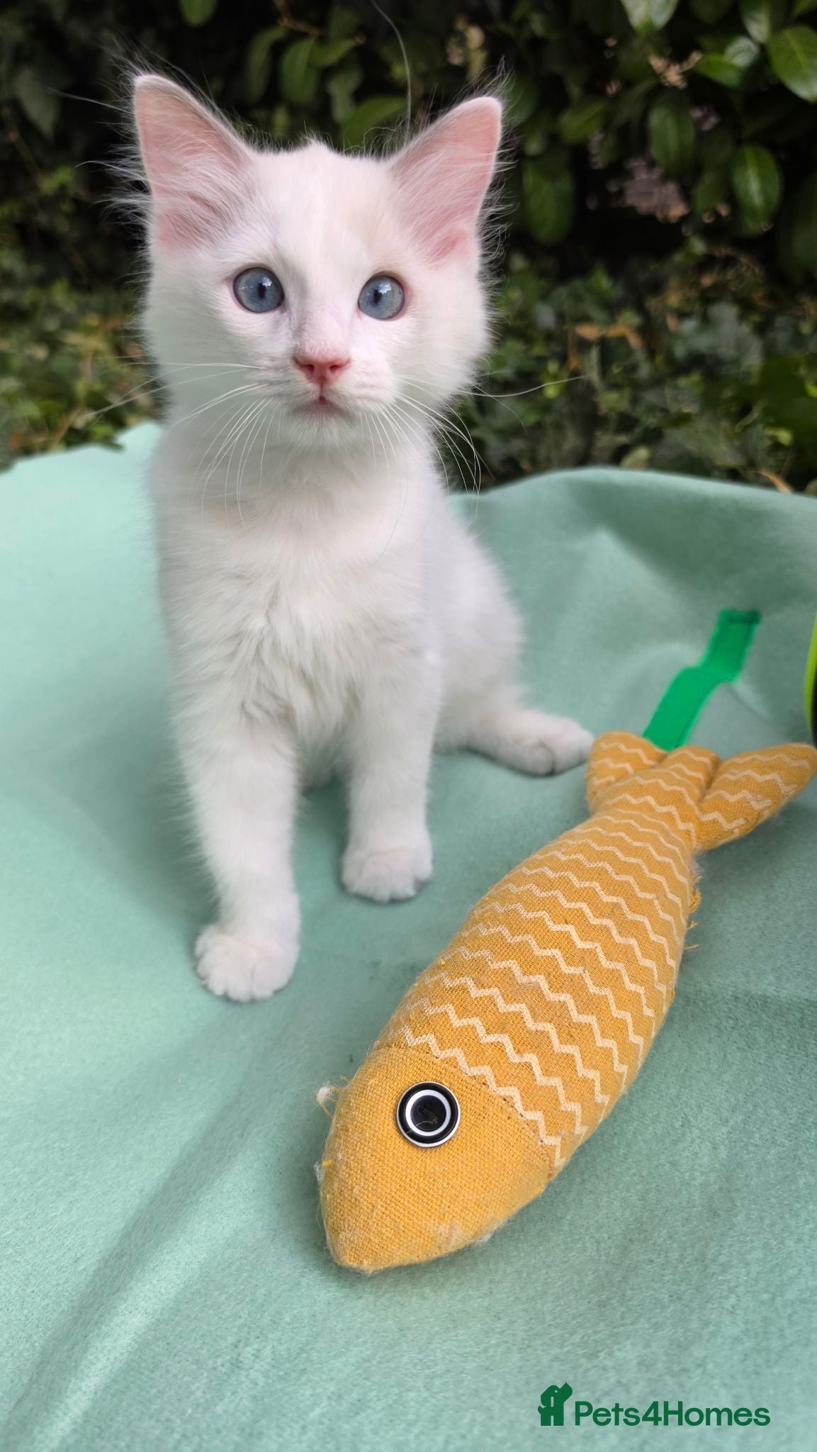 Ragdoll cats 2 Beautiful Blue Bi-Colour Ragdoll Kittens 🐾 - Advert 2