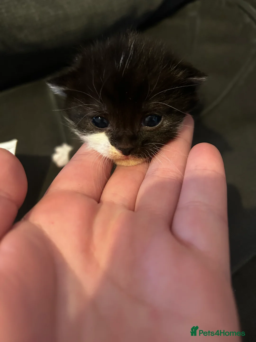 Mixed Breed cats for sale: Black and white kittens - Advert 3