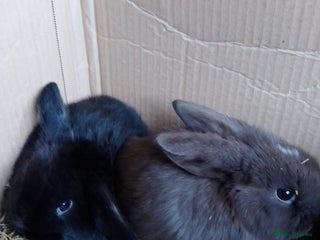 Mini Lop rabbits Beautiful Mini Lops ready on 14/12 - Advert 1