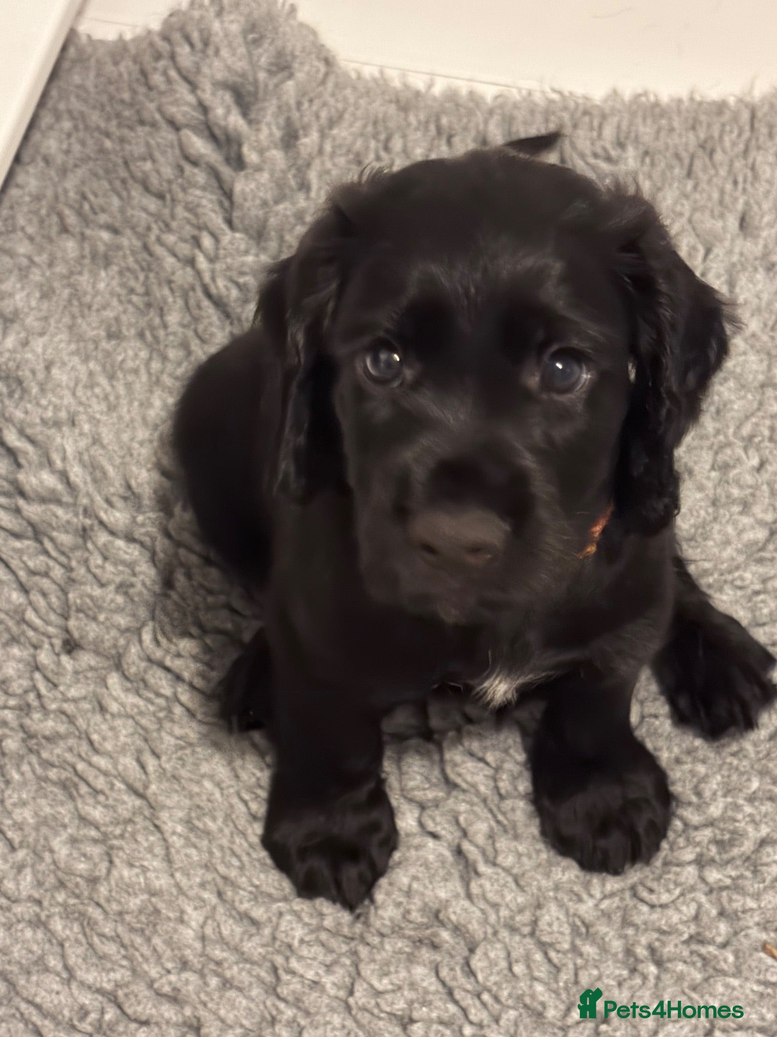 Cocker Spaniel dogs Working KC Registered Cocker Spaniel Pups. - Advert 2