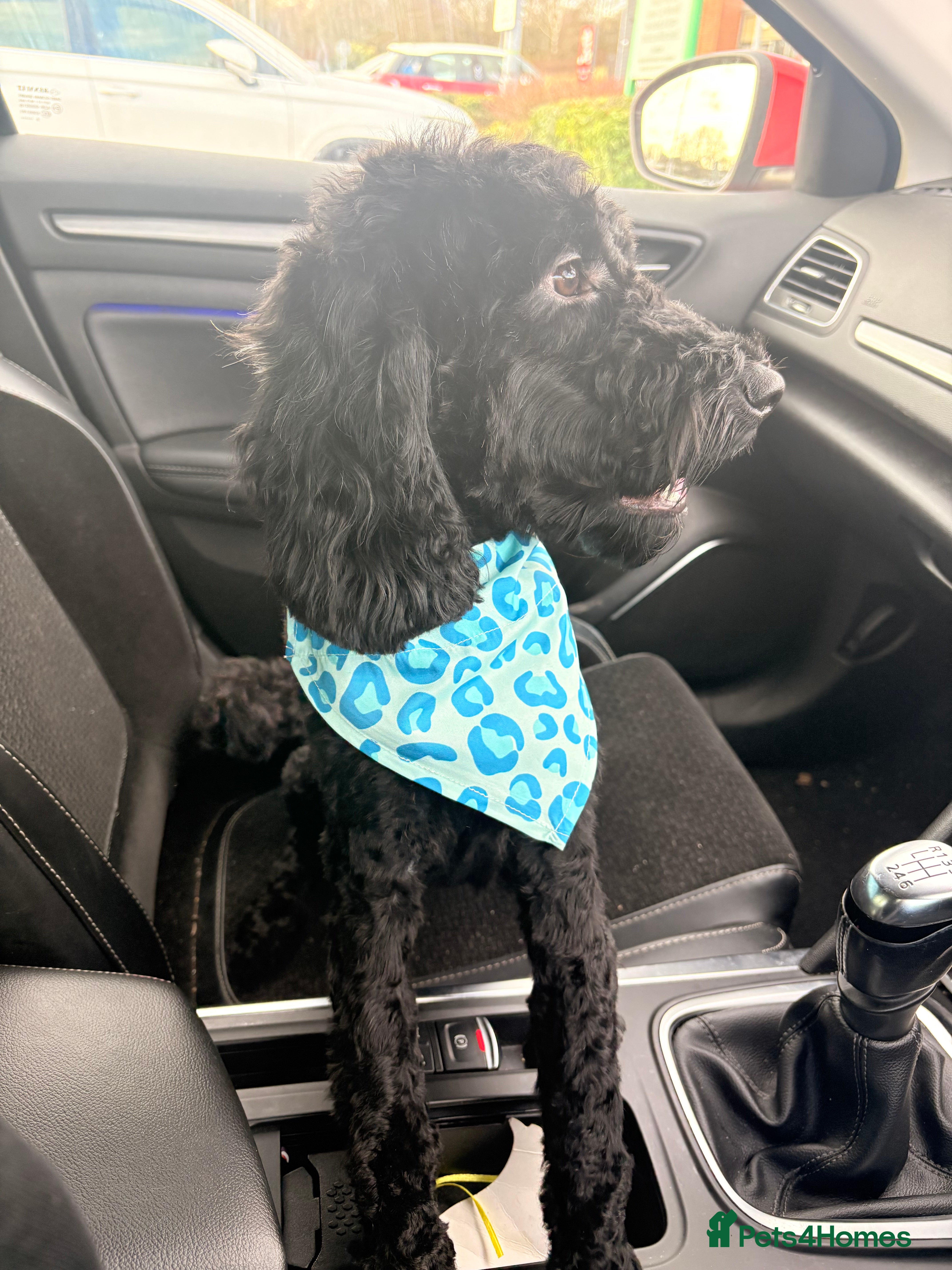 Cockapoo dogs 2 year old male cockapoo - Advert 1