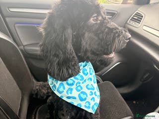 Cockapoo dogs 2 year old male cockapoo - Advert 1