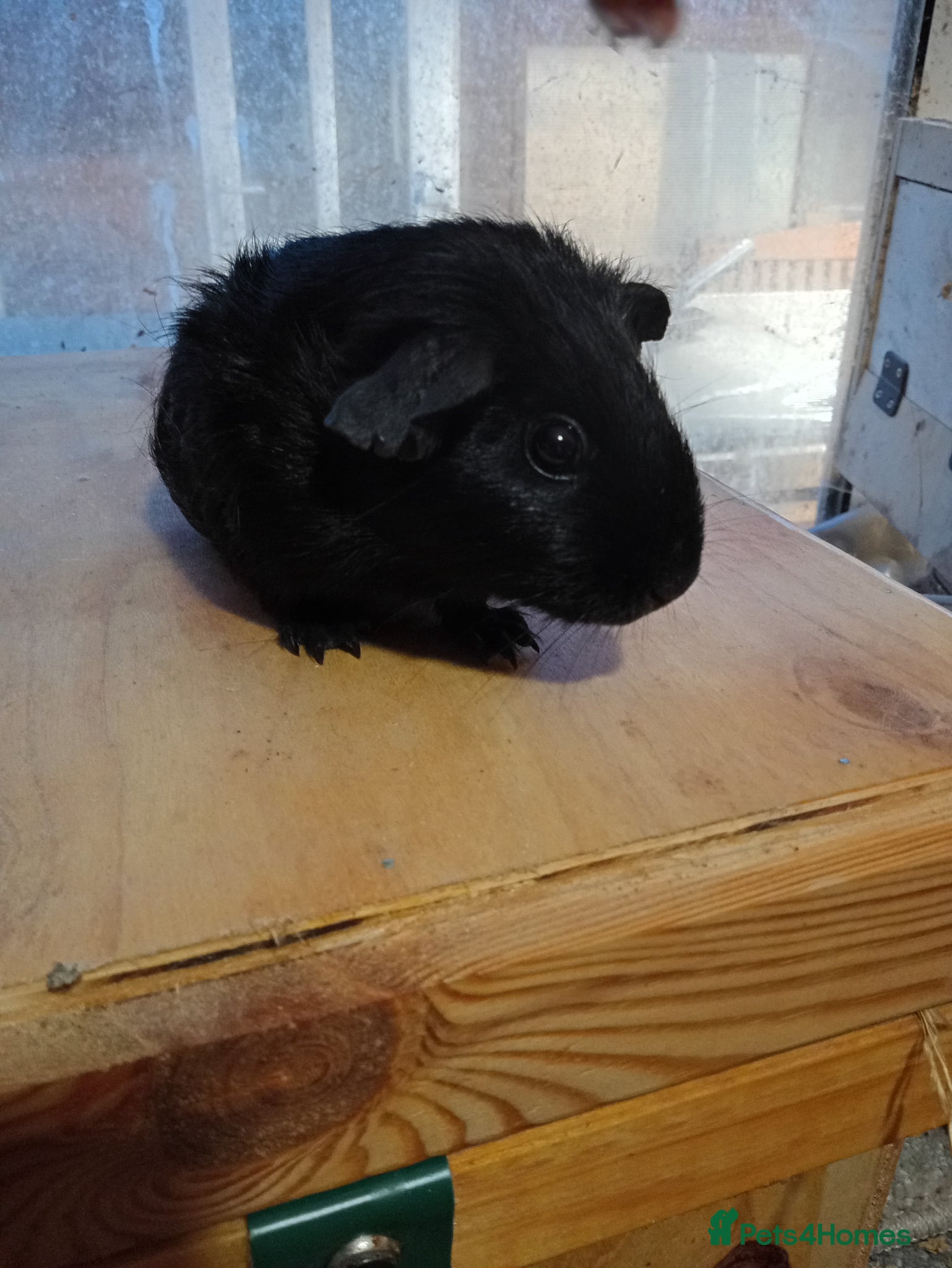 Guinea Pig rodents for sale: Babe guinea pigs sows - Advert 5