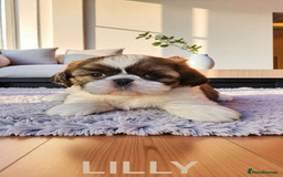 Shih Tzu dogs for sale: 💕🐶💕 STUNNING SHIH TZU 💕🐶💕 - Image 8