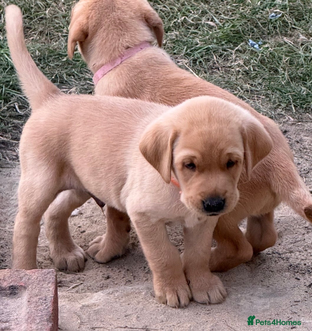 Labrador Retriever dogs Gorgeous KC Registered Labrador puppies - Advert 2