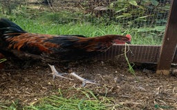 Chickens poultry for sale: FREE - 18 Week Copper Marans Cockerel  - Image 4