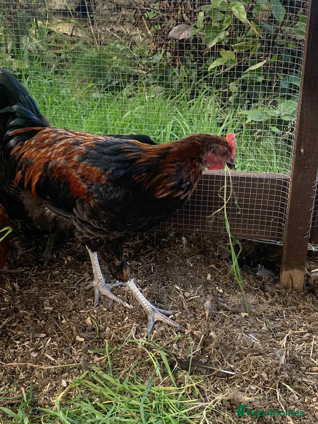 Chickens poultry for sale: FREE - 18 Week Copper Marans Cockerel  - Image 4