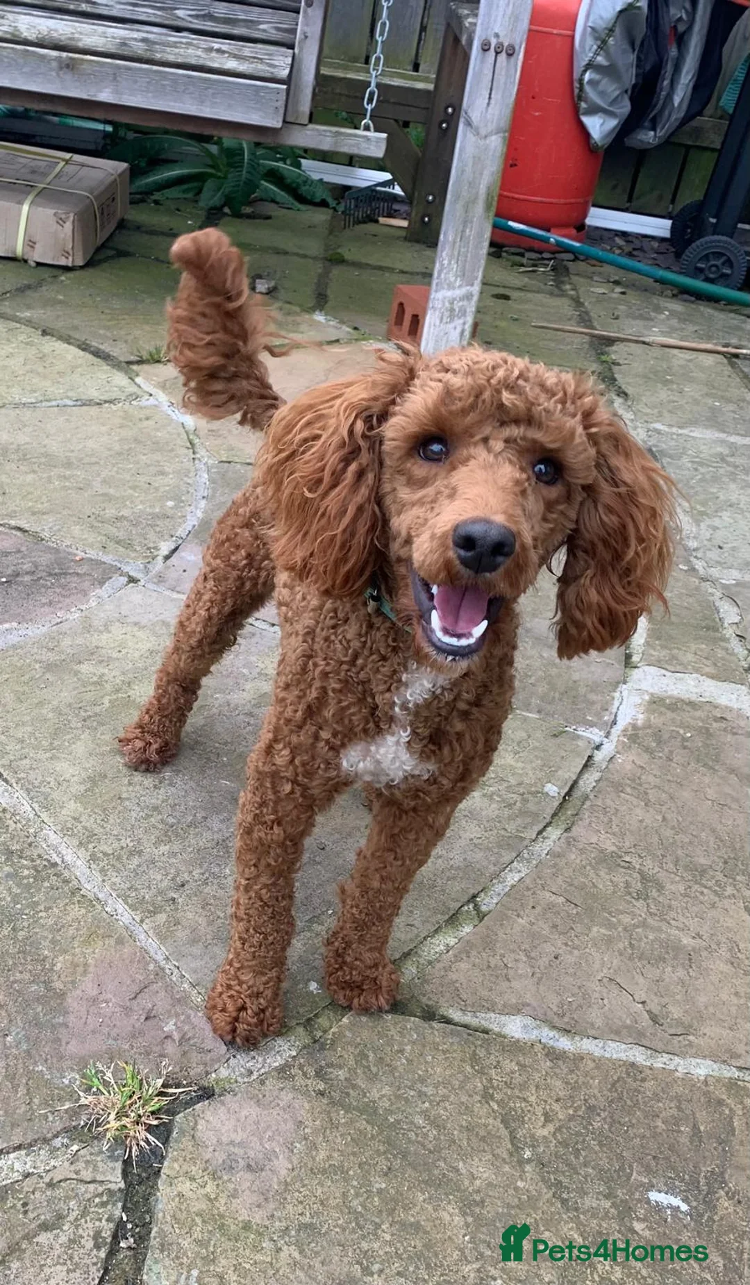 Miniature Poodle dogs for stud: EDDIE Red miniature poodle stud  in Blaydon-on-Tyne - Advert 2