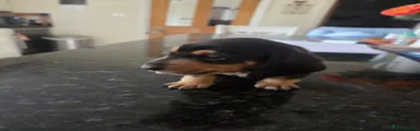 Miniature Dachshund Puppy 1