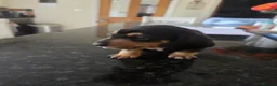 Miniature Dachshund dogs for sale: Minature Dachshund  - Advert 6