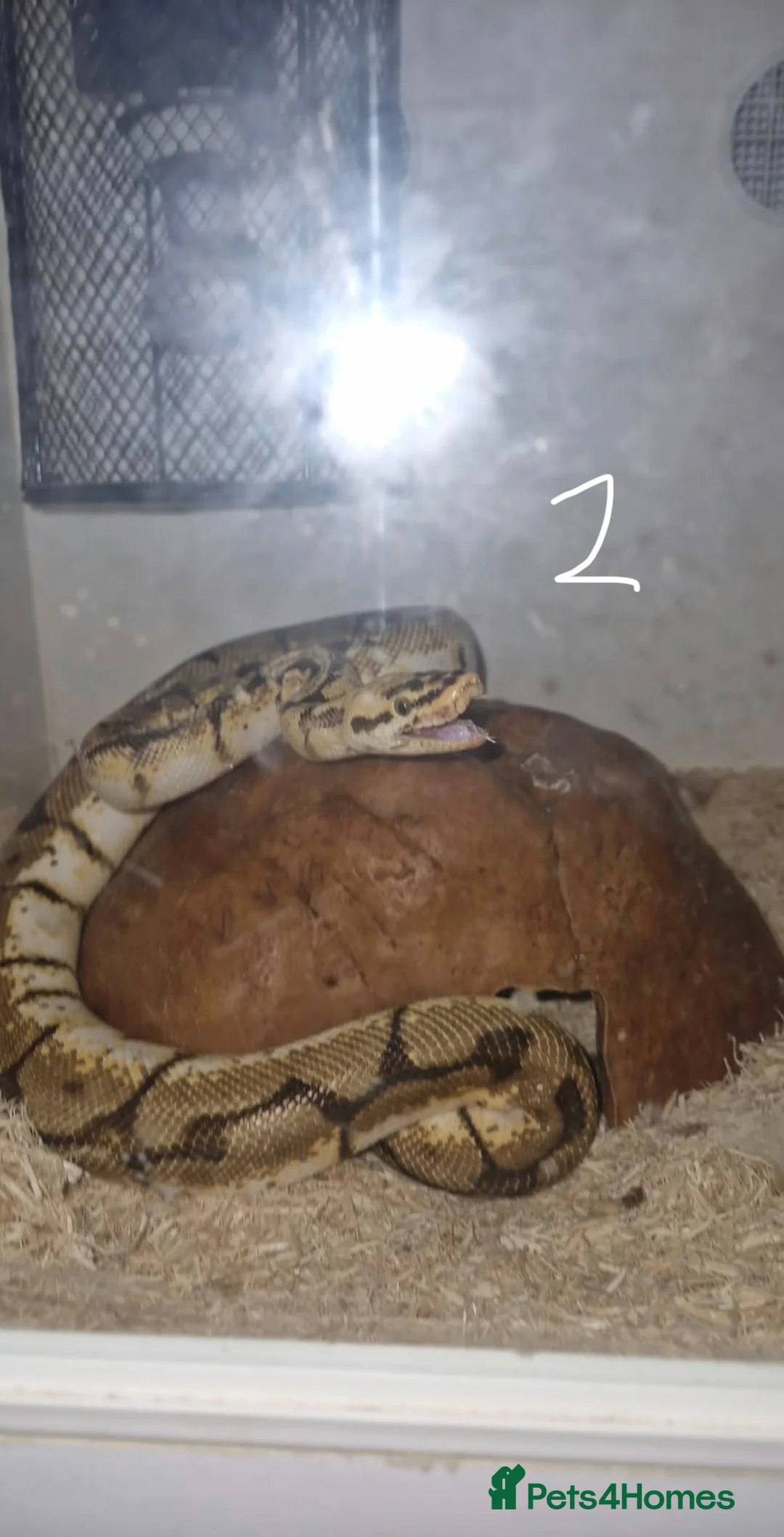 Python Snake reptiles for sale: Two Ball Pythons Available for Rehoming in Cranleigh - Advert 2