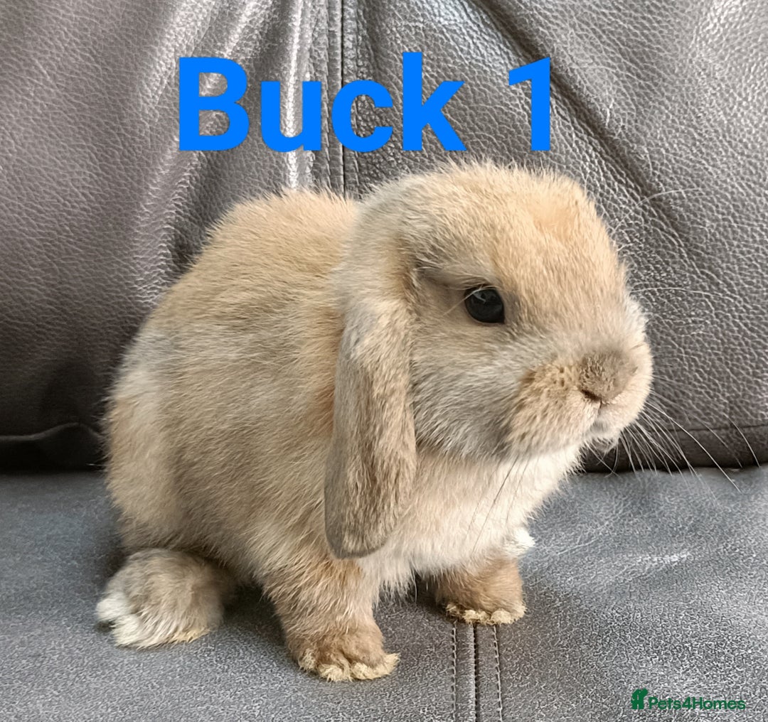 Mini Lop rabbits for sale: 🐰Beautiful mixed litter of Plush x Mini Lop kits - Image 7