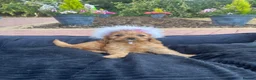 Cavapoo dogs for sale: F1 Cavapoos  - Advert 3