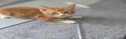 Mixed Breed cats for sale: Female kitten  - Advert 2