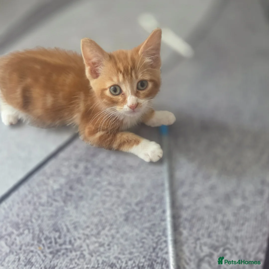 Mixed Breed cats for sale: Female kitten  - Advert 2