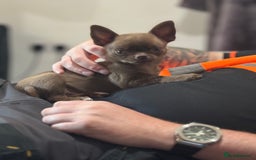 Chihuahua dogs for sale: Was my keeper, KC🩵 amazing future STUD or PET 🏡 - Image 2