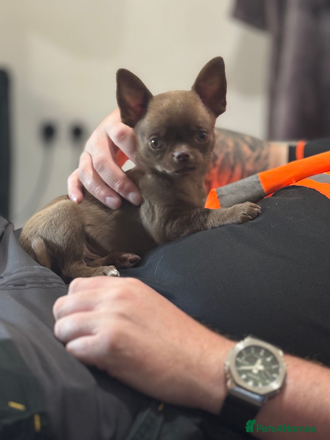 Chihuahua dogs for sale: Was my keeper, KC🩵 amazing future STUD or PET 🏡 - Image 2
